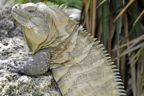 Fotografía de una Iguana de Ricord (Cyclura ricordi) en su hábitat natural en Isla Cabritos.