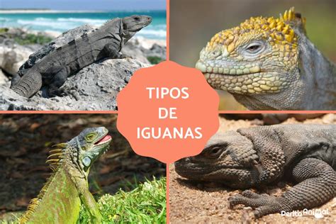 Ilustración detallada de las dos especies de iguanas presentes en Isla Cabritos: Iguana Rinoceronte e Iguana de Ricord.