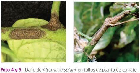 Esquema detallado de una hoja con lesiones circulares de centro gris y borde púrpura causadas por Mycosphaerella fragariae