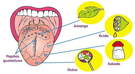 Infografía sobre la ubicación de receptores del gusto en el cuerpo humano