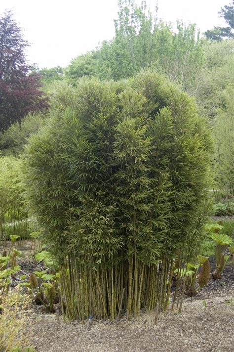 Ilustración botánica de la Chusquea quila mostrando sus ramificaciones características y su hábito de crecimiento arqueado