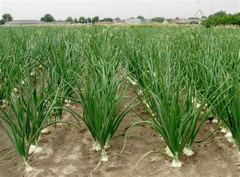 Campo de cebollas cultivadas en monocultivo o con rotación corta