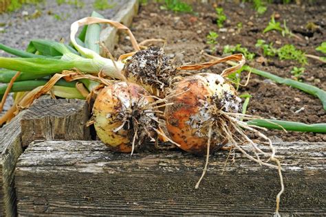Cebolla con signos de pudrición por Fusarium, mostrando la capa blanca y esponjosa