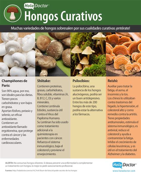 Infografía comparativa de los beneficios de los diferentes tipos de hongos medicinales