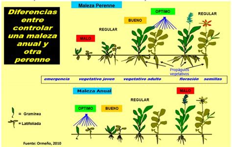 Esquema de las interacciones competitivas entre malezas y el sistema radicular del manzano