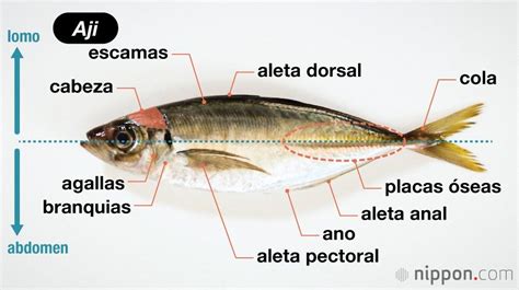 Esquema anatómico del jurel mostrando su cuerpo fusiforme y aletas