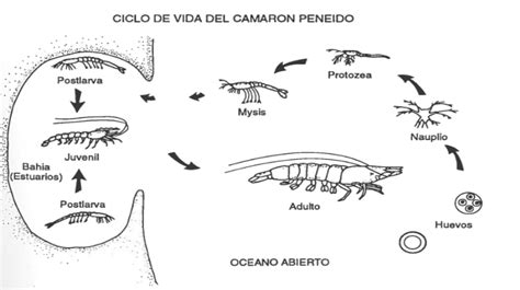 Infografía detallando las fases de crecimiento de las larvas de camarón hasta la etapa juvenil.