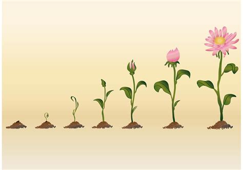 Ilustración de una planta de coliflor en crecimiento, destacando las yemas florales.