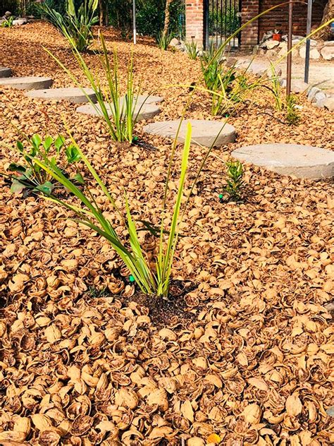 Fotografía de un jardín seco decorado con cáscara de nuez, mostrando su textura y color natural.