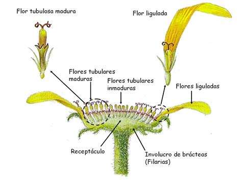 Diagrama botánico de la estructura de una nuez, mostrando el involucro, la cáscara y la semilla comestible.