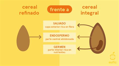 Infografía comparativa de granos integrales y refinados, destacando la presencia de salvado y germen en los primeros.