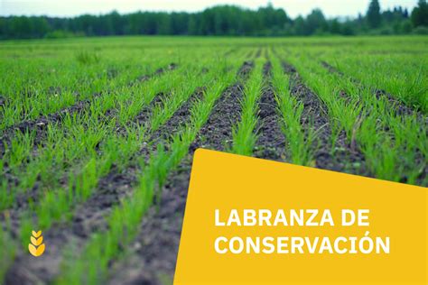Esquema comparativo entre suelo con labranza convencional (desnudo) y labranza de conservación (cubierto con rastrojo de maíz)