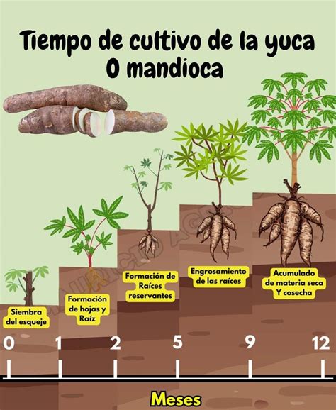 Infografía mostrando la planta de yuca (mandioca), sus raíces y sus derivados procesados como la harina y la tapioca.