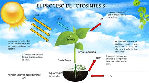 Diagrama que explica el proceso de absorción de agua en el tegumento de la legumbre durante el remojo
