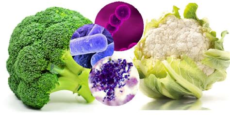 Infografía detallando los tipos de alimentos y las bacterias más comúnmente asociadas a brotes de enfermedades transmitidas por los alimentos.
