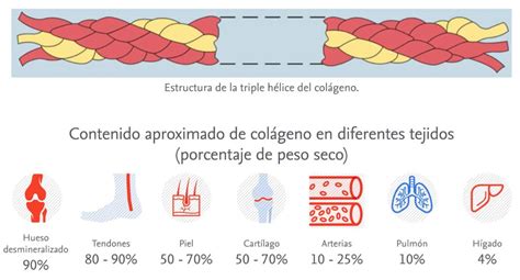 infografía detallando la estructura del cartílago y cómo el colágeno lo fortalece
