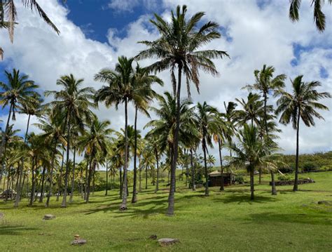 Familia compartiendo un curanto bajo las palmeras en Rapa Nui.