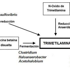 Esquema metabólico: proceso de descomposición bacteriana de la trimetilamina en el intestino humano