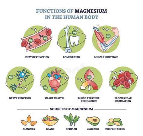Ilustración de las funciones del magnesio en el cuerpo humano, incluyendo la regulación de la presión arterial y el sistema inmune