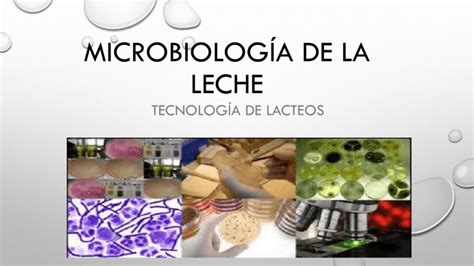 Esquema de las diferentes bacterias presentes en la leche y sus interacciones