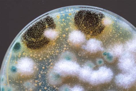 Representación de colonias de bacterias y hongos contaminantes en queso