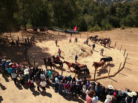 Trilla a yegua suelta en la era, con jinetes arreando caballos y el público observando