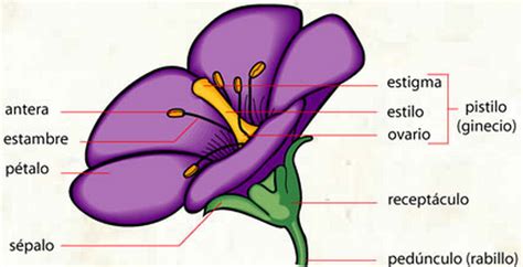 Esquema de las partes de la flor boca de dragón y sus características