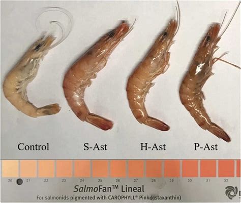 Gráfico comparativo del crecimiento de camarones alimentados con diferentes dietas con atrayentes.