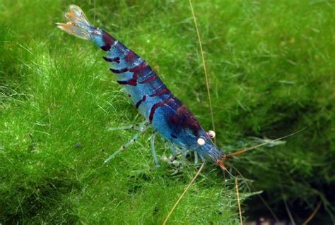Fotografía de ejemplares de Caridina cantonensis var. Blue Tiger mostrando la intensidad de su coloración azul y ojos naranjas.