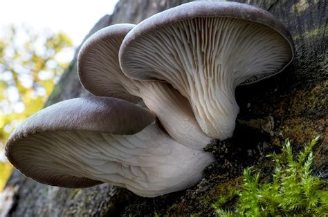 Limpieza de champiñones y setas de ostra