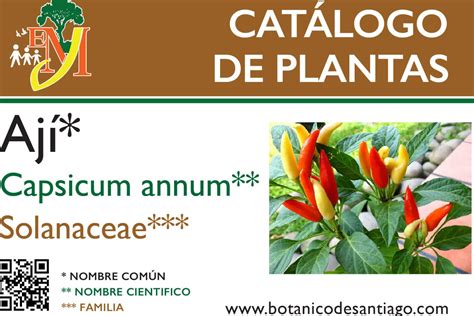 Esquema de las diferentes especies de Capsicum y su resistencia al frío.