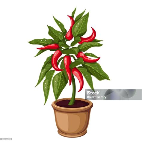 Ilustración de una planta de chile en maceta, mostrando su adaptabilidad a espacios pequeños.