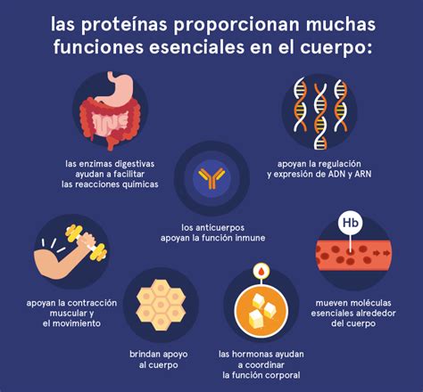 Infografía detallando las funciones de las proteínas en el cuerpo humano