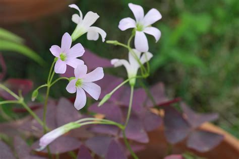 Detalle de las flores de Oxalis triangularis en tonos rosa pálido.