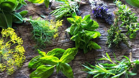 Selección de hierbas frescas y especias para cocina