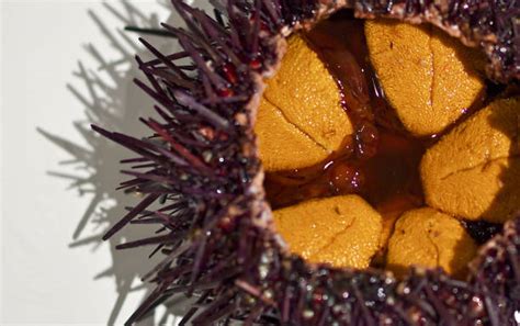 Erizo de mar fresco, uni vibrante en una bandeja de hielo