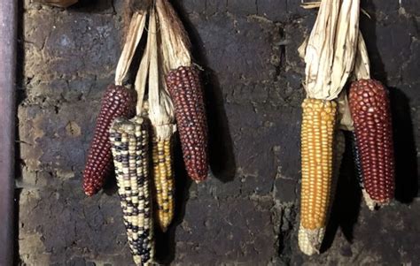 Mazorcas de maíz afectadas por enfermedades. Problema muy común en la producción de maíz.