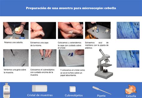 Infografía con los materiales necesarios para preparar una muestra de cebolla para el microscopio: plato, portaobjetos, cebolla, bote de solución salina y microscopio.