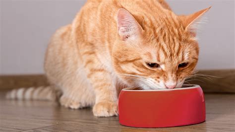 Gato mayor comiendo paté de un plato