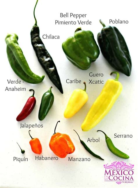 Infografía que muestra la diversidad de chiles mexicanos y sus usos.
