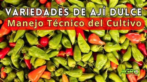 Infografía comparativa de las variedades de ají para merkén