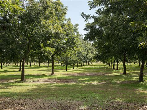 Delegación de influencers indios con nueces chilenas en un huerto