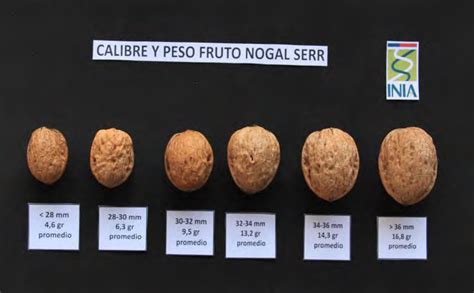 Infografía: Proceso de calidad de la nuez chilena desde el huerto hasta la exportación