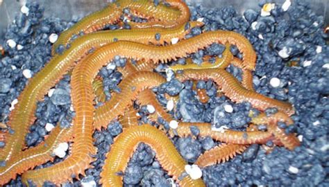 Galería de imágenes mostrando diferentes tipos de cebos naturales utilizados para la pesca de merluza, como calamar, sardina y gusanos.