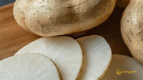 Disección de la raíz de jícama mostrando su pulpa blanca y crujiente, lista para el consumo