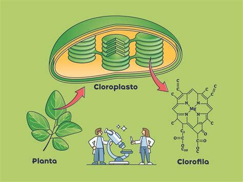 Ilustración detallada de una hoja de planta mostrando la clorofila y los vasos conductores.