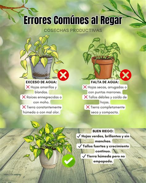Infografía comparativa: Kokedama con exceso de riego (tierra empapada, hojas amarillas) y kokedama con falta de riego (tierra seca, hojas marchitas).