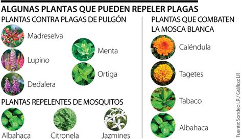 Ilustración detallada de diferentes tipos de plagas comunes en plantas de interior.