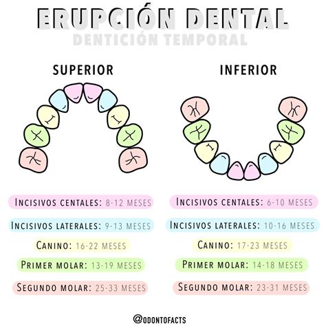 Esquema sobre el desarrollo de la dentición y el alivio de las encías mediante mordedores seguros