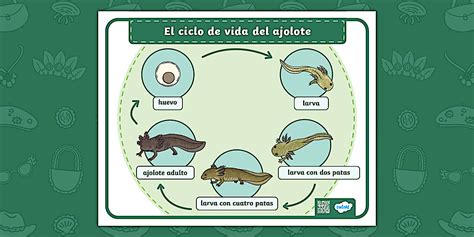 Infografía del ciclo de vida del loco: desde el estado de larva y semilla hasta su madurez como adulto